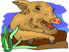 Pig